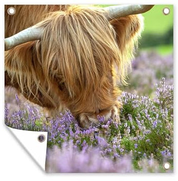 MuchoWow Outdoor-Poster Poster Wanddeko draußen Deko Garten Gartenposter 50x50 cm Schottische Highlander - Gras - Heidekraut - Tiere