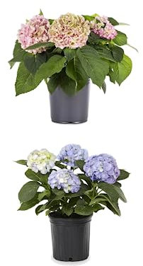 Pack Hortensia Azul + Hortensias Rosa Naturales Plantas de Interior o Exterior