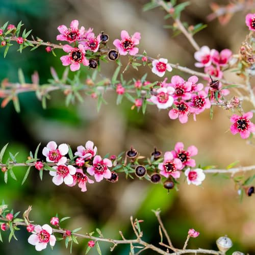 manuka mehrjährige stauden winterhart kräutersamen mehrjährige blumensamen indoor kräutergarten extrem winterharte kübelpflanzen immergrüne blumengarten büropflanzen blumenwiese 550samen