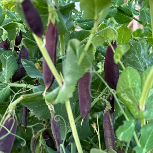 erbsensamen bio, balkon indoor alte sorten seltene 100pcs