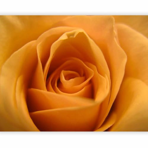 murando - Fototapete Premium-Vlies orange Rose 100x77cm Foto Tapete Schlafzimmer Wohnzimmer Vliestapete XXL Motivtapeten Bildtapete 3d Effekt Wand Dekoration Flur Blüten Blumen Pflanzenmotiv Natur