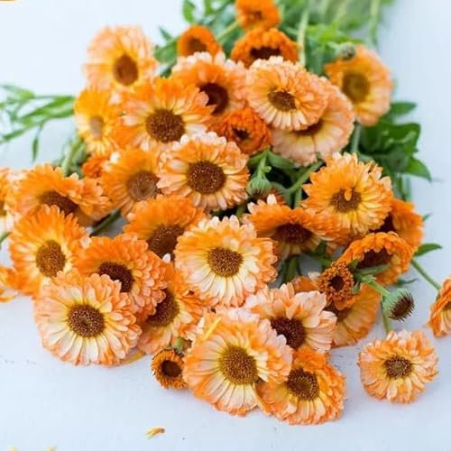 Pot Marigold Double Pink Surprise - 150 Seeds + freebie + Plant tag (Calendula officinalis)