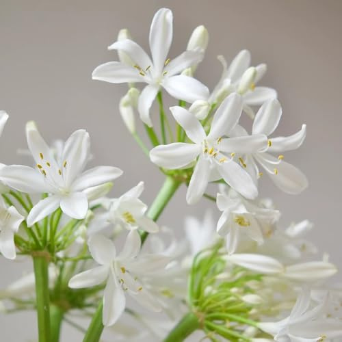 semi di giglio ornamentale, decorazione del soggiorno Agapanthus africanus, perenni resistenti di d'appartamento selvatici autunnali 100pcs