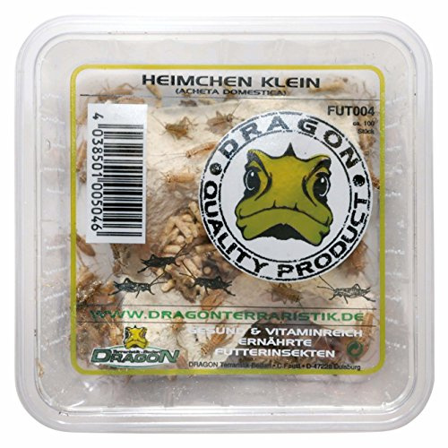 Dragon Heimchen Micro in Dose, ca. 120 Stück Futtertier für Reptilien und Insektenfresser