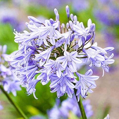 Agapanthus Blue Storm African Nile Lily Herbaceous Perennial Flowering Shrub (10-20cm Incl. Pot)