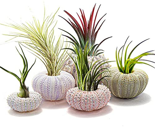 Soporte para Plantas Marino, 5 Piezas, Conchas y Erizos de Mar, Macetas Colgantes Decorativas para Plantas de Aire