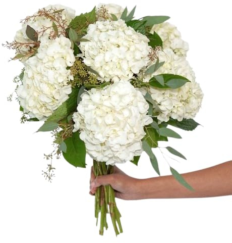 Ramo de Hortensias Blancas Frescas con 10 Flores, Perfecto para Aniversarios
