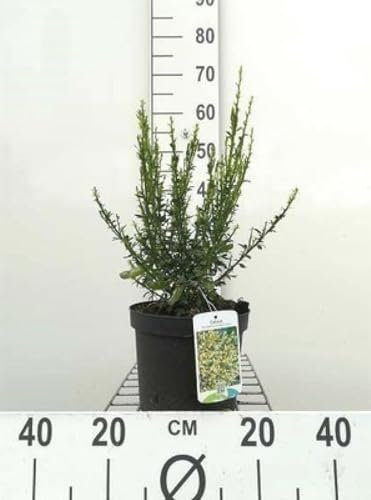 Cytisus (s) 'Luna' - Ginster 40-60 cm Container