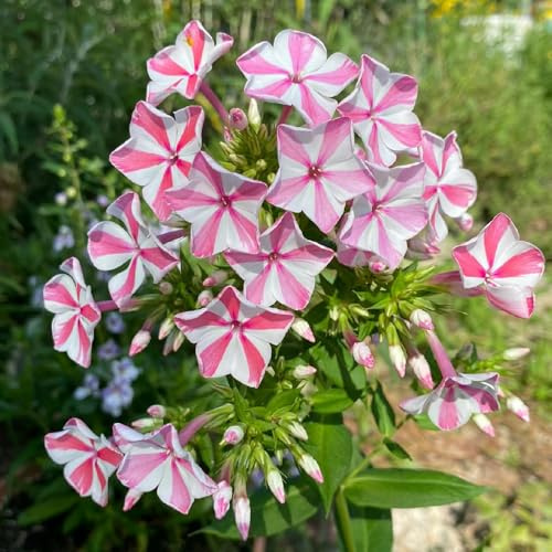 Phlox de alfombra - flox subulata Balcón de Jardín sombra 650semillas
