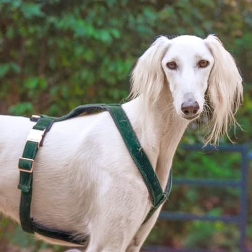 EDEL&SCHNELL Whippet Galgo Greyhound Windhund Hundegeschirr verstellbar dunkelgrün Größe M Geschirr für mittelgroße Hunde aus Samt
