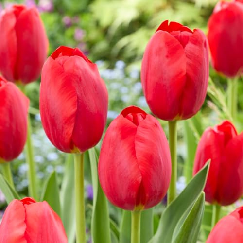Bloomique - Mix di 20 - Tulipa - Bulbi di tulipano - Rosso - Bulbi - Fioritura primaverile - Perenni - Cresce fino a 50-55 cm