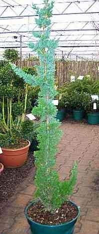 Chamaecyparis Wisseliis Saguaro - Säulen-Scheinzypresse Saguaro - 80-100