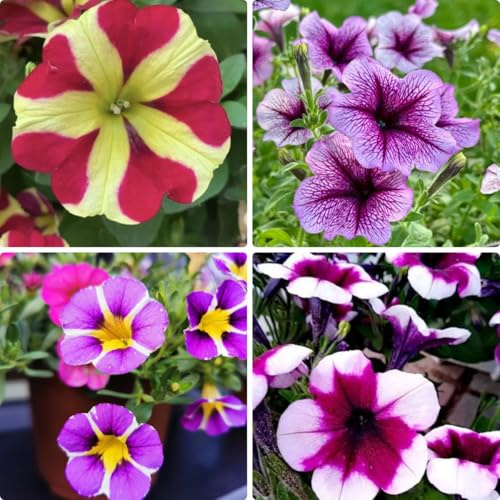 Hanging Petunia Seeds 300PCS – Trailing Flower Variety Bright & Fragrant Pollinator-Friendly Flowers for Summer Gardens