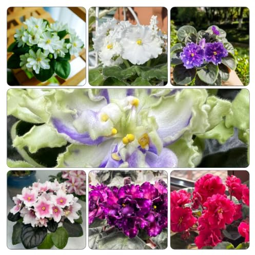 usambaraveilchen 180samen frühlingsblumen Leicht zu züchten