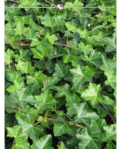 Irischer Efeu Hedera hibernica 80-100 cm im Topf. Angebot: 25 Pflanzen. Winterhart