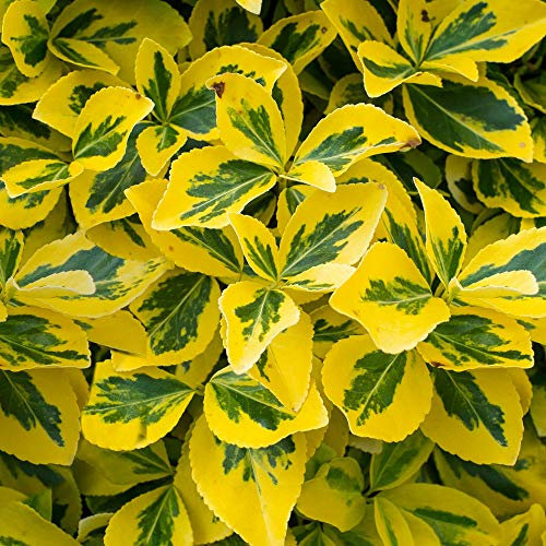 GardenersDream Euonymus fortunei 'Emerald 'n Gold' Spindle Plant - Garden Ready Perennial Plant - Evergreen Flowering Shrub - Colourful Outdoor Shrub for Garden and Patio (9cm Pot, 15-25cm)