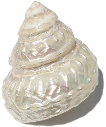 Coquille de mer naturelle. Coquillages naturels, cônes de perles de l'océan, coquillages de 6 à 11 cm, parfaits for la décoration de mariage, fête sur le thème de la plage, collectionneurs de coquilla