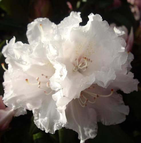 Rhododendron yakushimanum 'Falling Snow' Japanische Azalee 30-40 cm winterhart Freilandaufzucht