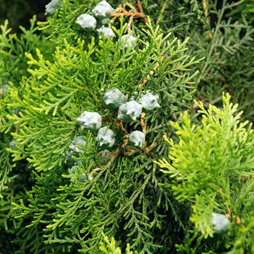 semi resistenti di cipresso, cipressi vecchie varietà per giardino decorative 50pcs