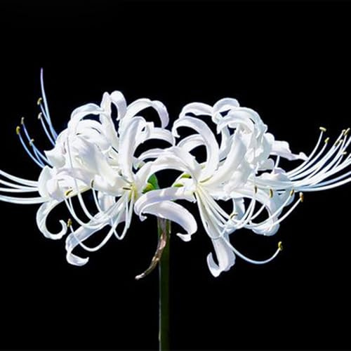 Bulbi di Lycoris/misto/bulbi di giglio ragno rosso selezionati/adatti per la decorazione di giardini e balconi/tolleranti al freddo e alla siccità【NVNJHJN】-8 bulbi-I