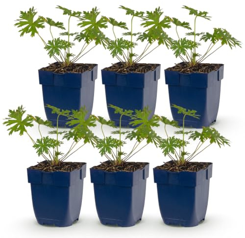 Geranium Johnson's Blue – Storknäbb – Marköverdragande – Blå – 6 plantor - 15-25cm - Ø11cm - Trädgårdsväxt