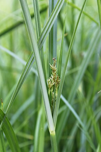 WASSERPFLANZEN WOLFF ~ Cyperus longus - langblättriges Zyperngras - QUALITÄTSSTAUDE im 11cm PFLANZKORB - fix und fertig - winterhart