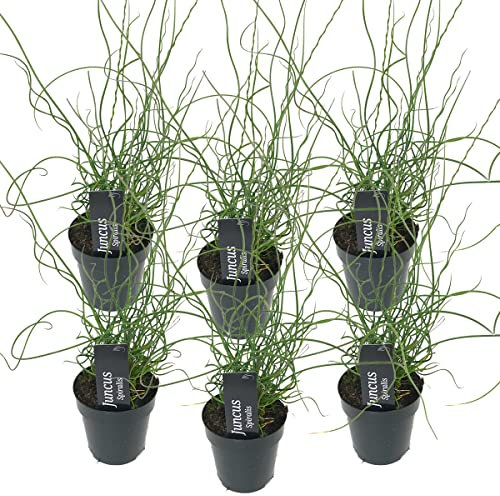 Bloomique - Set de 6 - Juncus spiralis - Junco en espiral - Plantas de estanque - Acuáticas - Resistente al frío - Altura 20-30 cm - Maceta 9 cm