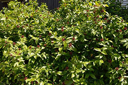 Echter Gewürzstrauch Calycanthus floridus 60-80 cm winterhart