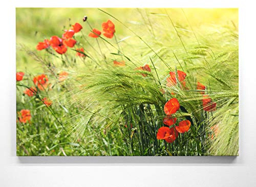 BilderKing Traumhafte Mohnblüte im Groß-Format 120x80cm, Mohn im Kornfeld - als großes XXL Leinwandbild. Wandbild als Hintergrund und Deko für Wohnzimmer & Schlafzimmer. Aufgespannt auf Holzrahmen