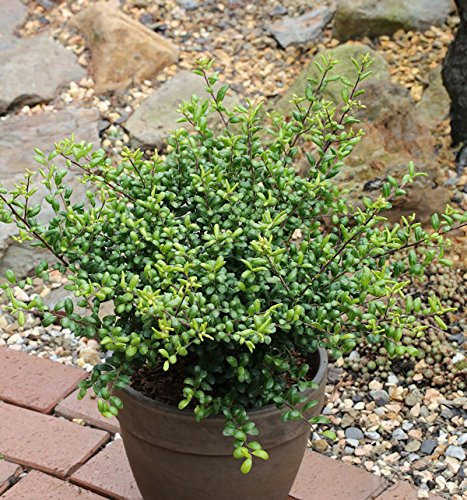 Löffel Ilex Stechpalme 40-50cm - ilex crenata - lebende Gartenpflanze aus den Baumschulen