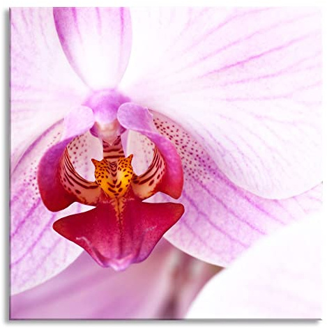 Pixxprint Glasbild, Wandbild auf Echtglas, Prächtige Rosa Orchidee, 70x70 cm, inkl. Aufhängung und Abstandshalter