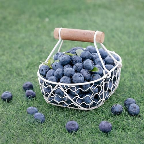 semillas de plantas de arándanos - arbustos resistentes semillas orgánicas para balcón de invernadero semillas raras plantas de balcón frutales columnares semillas de árboles frutas 200pcs