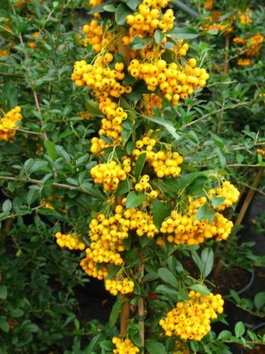 Feuerdorn Pyracantha Soleil d' Or 80 cm hoch im 3 Liter Container