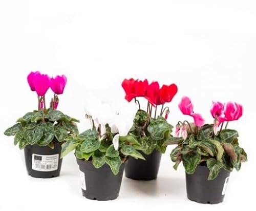 Plantas Naturales de Cyclamen Violetas de los Alpes Set 4 Plantas