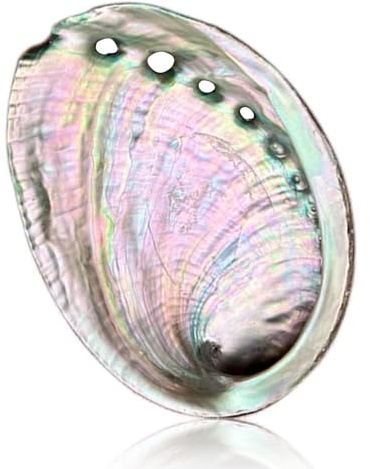 BRBASAP Grand bol en coquille d'ormeau de 10,9 à 11,9 cm - Résistant au feu - Support de sauge pour brûler des coquilles d'ormeau naturelles - Plat pour estomper l'encens - Pots d'autel pour brûler