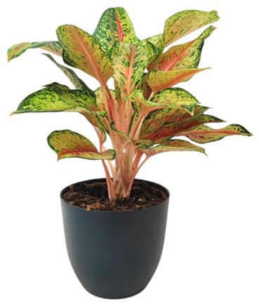 I GIARDINI DI GIULIA - Aglaonema 10 Karat in Vaso Ø15 cm – Pianta d’Interno Variegata Oro, Verde e Rosa – Design Sostenibile in Plastica Riciclata – Purifica l’Aria(Vaso antracite)