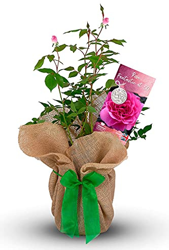 Carbeth Plants 'Fantastic at 50' Birthday Rose Gift Wrapped in 3L Pot - Vibrant Pink Blooms - Fragrant & Repeat Flowering for Beds, Borders & Containers