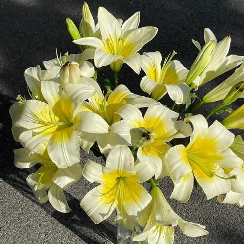 bulbi di giglio, resistenti, giardino, decorative per interno. balcone, rare, 4pcs