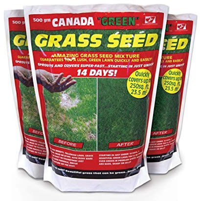 Canada Green Grass Seed: 500g. 3 x 500g Bags. Bulk Offer Coverage up to 70.5 sq metres