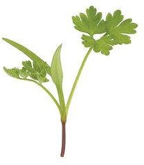 Palm Beach Medicinal Herbs - Chervil (Anthriscus cerefolium) - Packet of 50 Seeds
