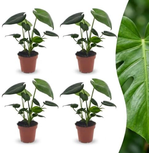 Green boutiQ - Monstera Deliciosa - Monstera Deliciosa - 4 Plantes - Pot 12cm - Hauteur - 30cm