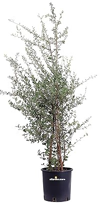 Pianta di Quercia Da Sughero Pianta di Quercus Suber pianta da esterno cespuglio di Quercia da Sugero pianta ornamentale cespuglio di Quercus Suber pianta vera venduta da eGarden.store (Vaso 24 cm)