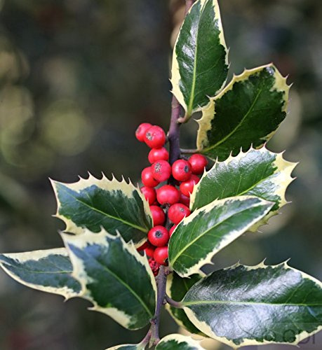 Weißbunte Stechpalme Ilex Argentea Marginata 25-30cm - ilex aquifolium - lebende Gartenpflanze aus den Baumschulen