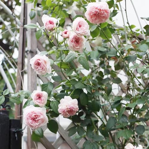 semillas de rosal, Decoración de jardín para exteriores semillas de silvestres arbustos rápido crecimiento 55pcs