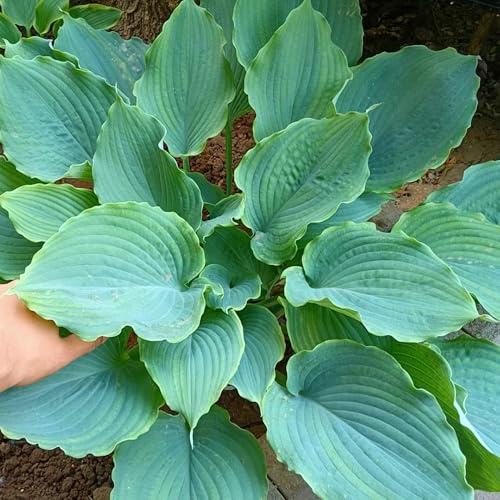 Semi di Hosta - rare Hosta plantaginea - regali sostenibili semi di regali per gli amanti del giardino selvatici da balcone 50pcs