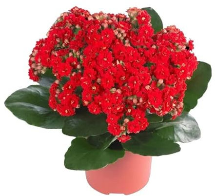 Kalanchoe Calandiva Natural Planta de Interior con Flores de Colores