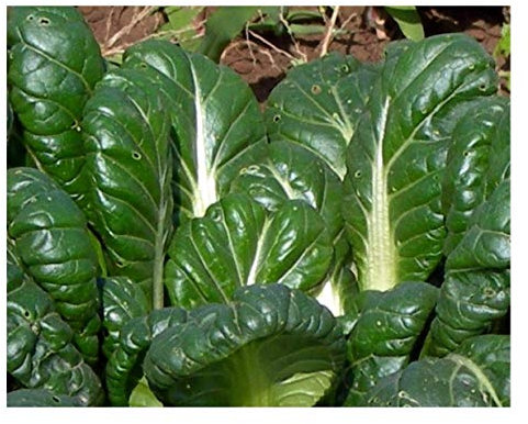 PREMIER SEEDS DIRECT - MUSTARD - TATSOI - 1.5GM - APPROX 600 SEEDS