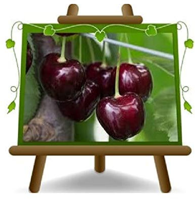 EURO PLANTS VIVAI Ciliegio Dolce Regina Pianta da Frutto su Vaso ø 20 cm - Altezza 150~170 cm - Età 2 Anni