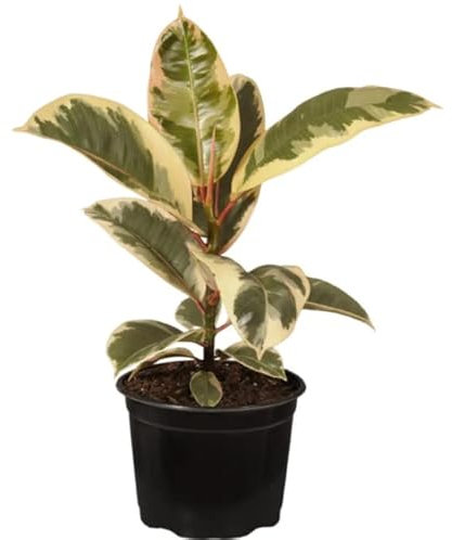 Ficus Elastica Variegata Árbol Natural Ficus Tineke Ficus Blanco y Verde