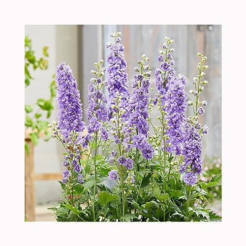 3 Delphinium Paramo Lavenda 9cm Established Plant - Perennial Larkspurs, Fantastic, Stunning, Divine Delphiniums. All pots Labelled
